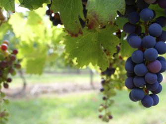 Hadim-Göynükkışlada Muhteşem Yatırım Fırsatı